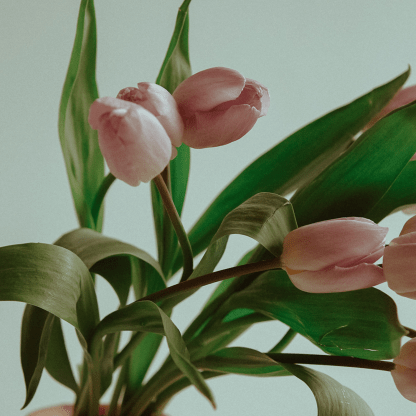 Spring Tulip Bouquet - 10 stems